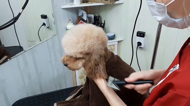 Укладка шерсти пуделя. Как я это делаю.