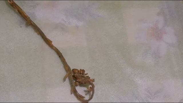 Как получить семена табака в условиях короткого лета смотреть онлайн