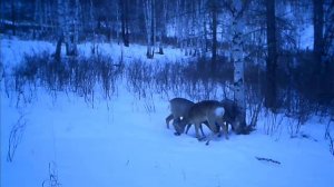 Фотоловушка HC-300m часть 1