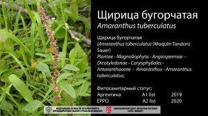 Щирица бугорчатая (Amaranthus tuberculatus)