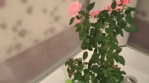 Коварный орех макадамия