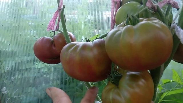 ОБЗОР СОРТА ЧЕРНЫЙ АНАНАС | ПОМИДОРЫ, ТОМАТЫ смотреть онлайн