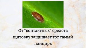 ЩИТОВКА на фаленопсисе: простой и эффективный способ борьбы. ПРОВЕРЕНО (с) Как избавиться от щитовк