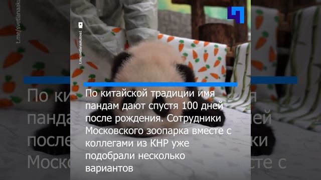 Москвичи выбирают имя для маленькой панды из Московского зоопарка смотреть онлайн
