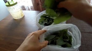Яблоневые листья для ферментированного чая: собираю и сушу