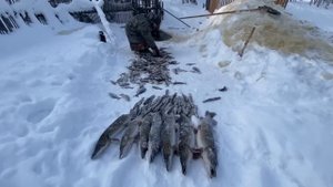 Огромные щуки? ПРОМЫСЕЛ ХАНТЫ на севере ?