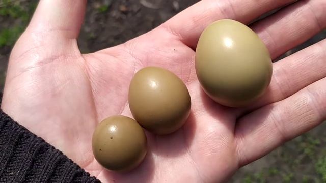 Яйца фазана. Яйца не стандартных размеров начали нести мои фазаны. В чём может быть проблема? смотреть онлайн
