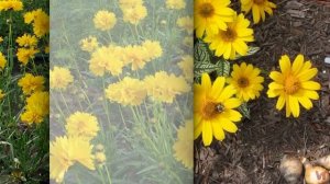 Гелиопсис (Heliopsis)