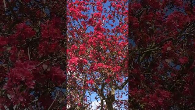 Crab apple (Malus 'Rudolph') - flowers & mid canopy - April 2019