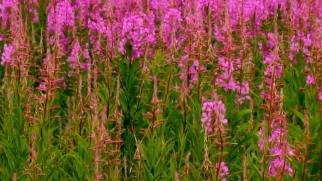 Сбережем природу родного края смотреть онлайн