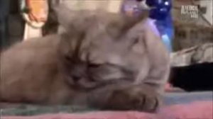 Характер британской кошки