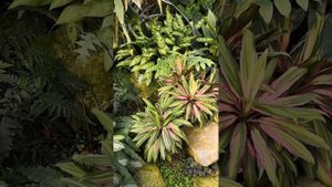 Оранжерея Красная Нива. ч. 2 #комнатныерастения #оранжерея #растения #обзоры #цветы #домашниецветы