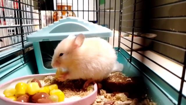 хом кушает
