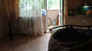 Джек Рассел лает