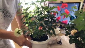 ВЫРАЩИВАЕМ РОЗУ КУПЛЕННУЮ В МАГАЗИНЕ