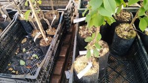 14 мая 2022г. САД и ОГОРОД г. КОХМА