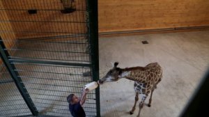 В зоопарк "Лимпопо" приехал жираф!