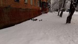 Ребята, давайте жить дружно !