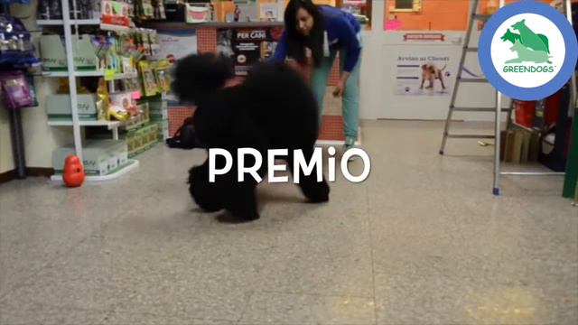 Testimonial PIPER IPO - Programma Cani per diabetici Greendogs смотреть онлайн