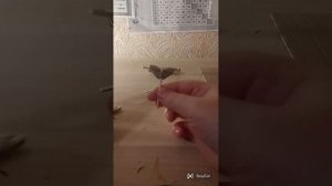 КАК СДЕЛАТЬ ФИНГЕР-САМОКАТ ИЗ КАРТОНА/ФИНГЕР-САМОКАТ ИЗ КАРТОНА