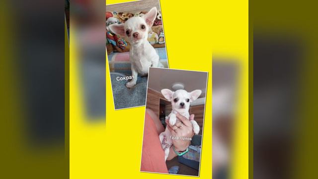 продажа чихуахуа в наличии на 16.05.2023 питомник Кастропуло Крым+79787458062 viber WhatsApp смотреть онлайн