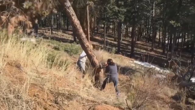 Ошибки и последствия при неправильной валке деревьев! смотреть онлайн