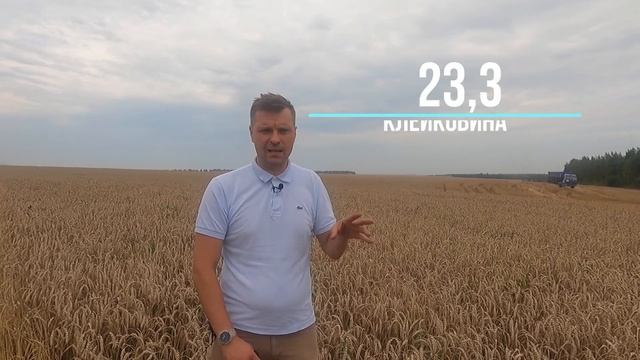 Новый сорт озимой пшеницы "ВОЛОДЯ". Уборка и качественные показатели.