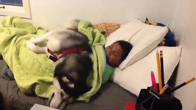 Собака охраняет сон хозяина =) смотреть онлайн