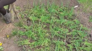 Мой супер - способ посадки озимого чеснока ღ лук батун выгодная штука