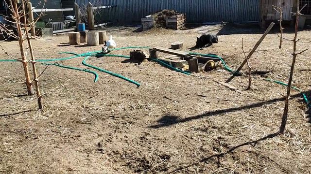 дикий селезень ухаживает за домашней уткой смотреть онлайн