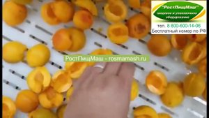 Машина для удаления косточек из абрикоса от РостПищМаш