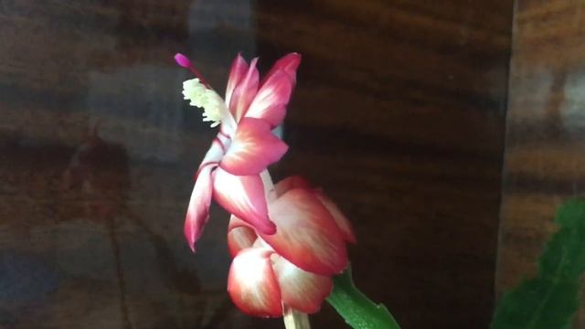 Schlumberger Шлюмбергера Видео обзор сорта Floral Bouquet.