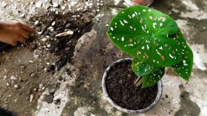 TRANPLANTING REPOTING CALADIUM TREE COLOR DAN CALADIUM ZEBRINA