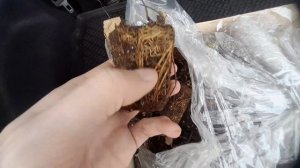 Саженцы клубники мини трей с доставкой сдэком, обзор