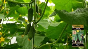 Огурец сорта Атос