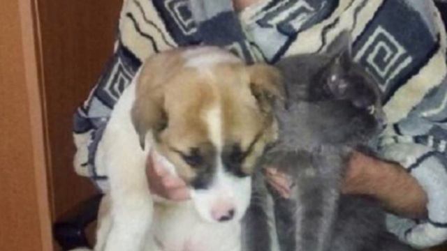 The alabai puppy was TIED to a huge STONE and abandoned on a busy highway... смотреть онлайн