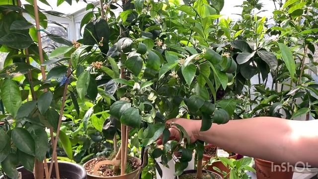 Тем временем в "домике для цитрусов" 06.04. 20????? смотреть онлайн