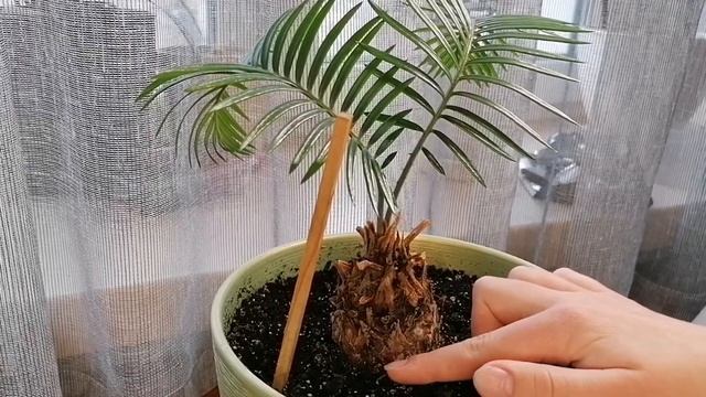 Уход за ЛИСТЬЯМИ ЦИКАСА! ?ВСЕ секреты находятся в видео! смотреть онлайн