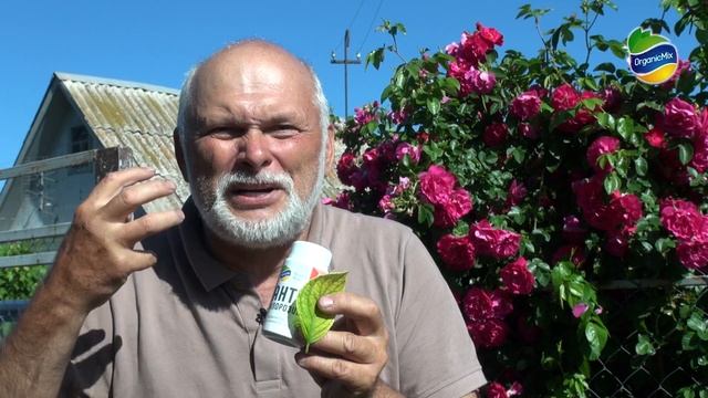 Дефицит железа - устраняем распространенное заболевание у роз, гортензий, ягодных и овощных культур смотреть онлайн