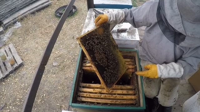 Сборка гнезда пчел на зиму Зимовка пчел на воле смотреть онлайн