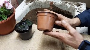 БЕГОНИЯ КЛУБНЕВАЯ НА БУТОНАХ что делать для?ПЫШНОГО ЦВЕТЕНИЯ