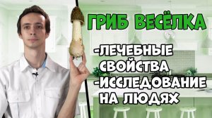 Гриб ВЕСЁЛКА (сморчок вонючий): использование при онкологии и других болезнях.