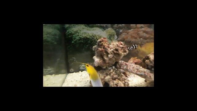 Морские рыбки, подводный мир  Золотая рыбка  Рыба клоун  Акула  Рыба еж   Marine fish, underwater w