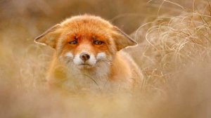 СЕРГЕЙ  ЕСЕНИН   "ЛИСИЦА"