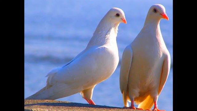 ланфрен ланфра ковер от Павла Пермякова смотреть онлайн