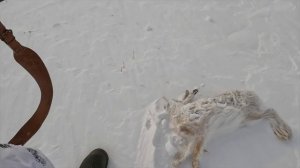 Охота на зайца с гончими собаками 2022