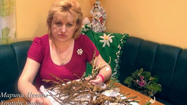 Покупаем английские розы. Обзор посылки. Беседа смотреть онлайн