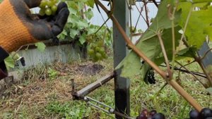 Удивительная особенность сорта винограда Антей магарачский. An amazing feature of the Antey  grape