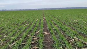 Озимая пшеница по кукурузе Тимирязевка 150. Ростовская область. 10.12.2022. ООО «Вера».