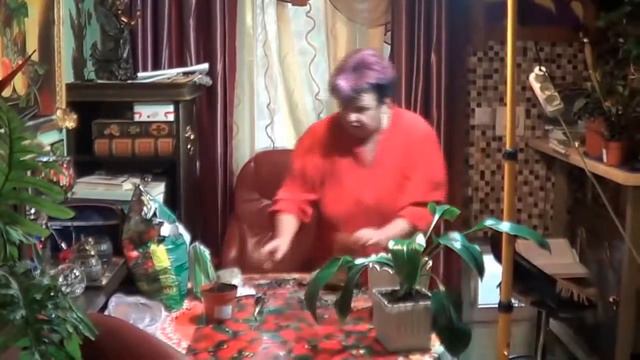 Красиво Цветущие Комнатные Растения. Пересадка Эухариса ( ЭВХАРИСА).